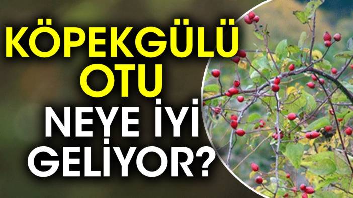 Köpekgülü otu neye iyi geliyor?