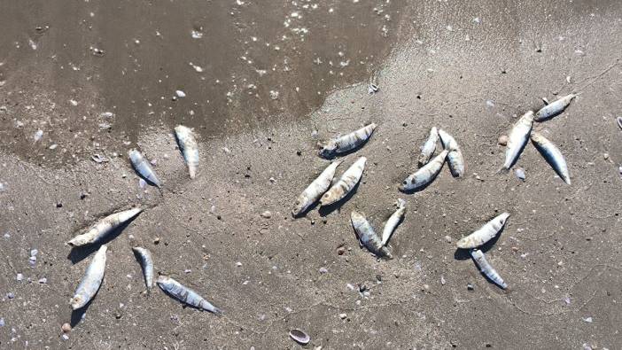 Hatay'da balıklar karaya vurdu
