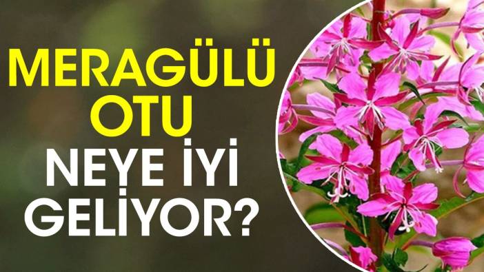 Meragülü otu neye iyi geliyor?