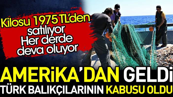 Amerika'dan geldi Türk balıkçılarının kabusu oldu. Kilosu 1975 liradan satılıyor