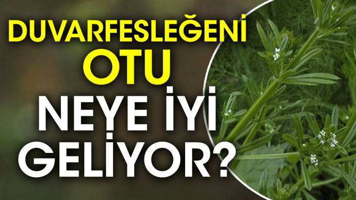 Duvarfesleğeni otu neye iyi geliyor?