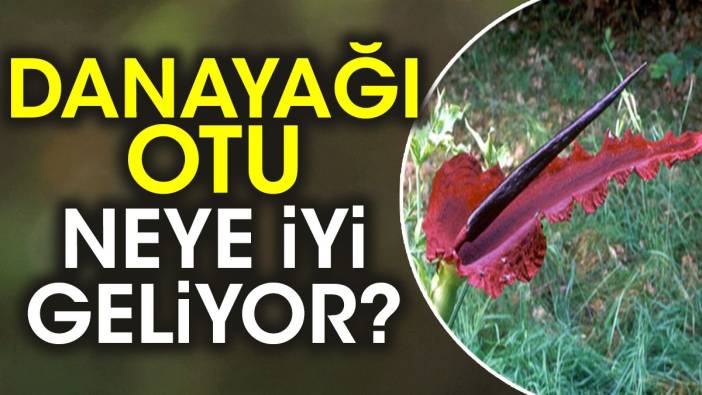 Danayağı otu neye iyi geliyor?