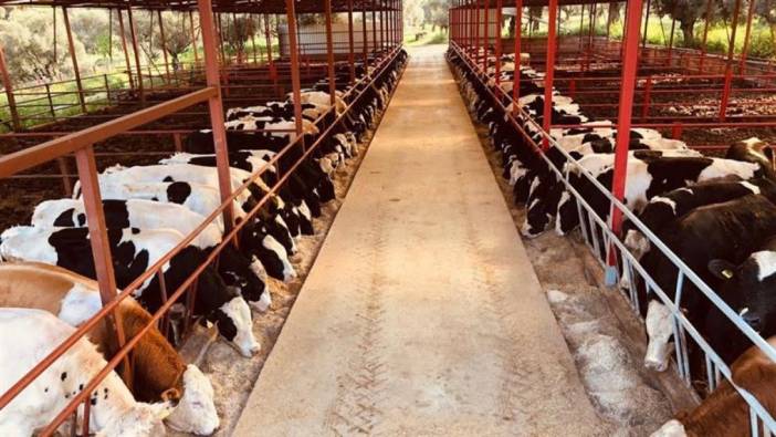 Et ve süt üretimi alarm veriyor: İktidar verileri ortaya koydu