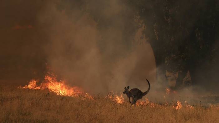 Avustralya'da orman yangınları can aldı: 2 ölü