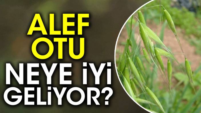 Alef otu neye iyi geliyor?