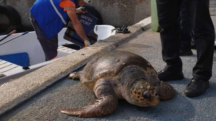 Mersin'de 20'ye yakın deniz kaplumbağası ölü bulundu
