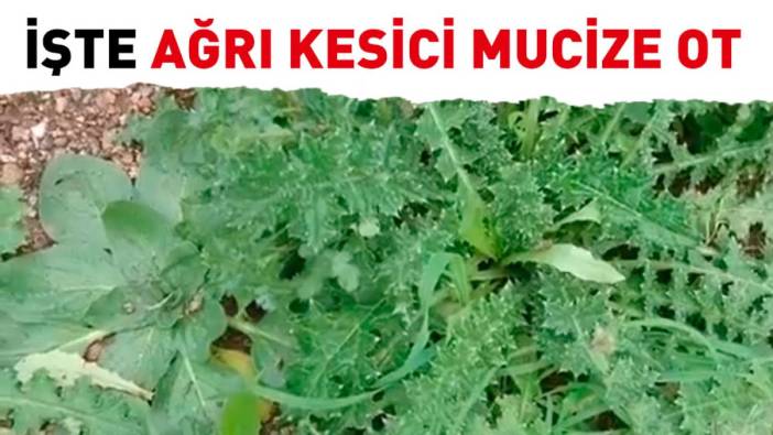 İşte ağrı kesici mucize ot