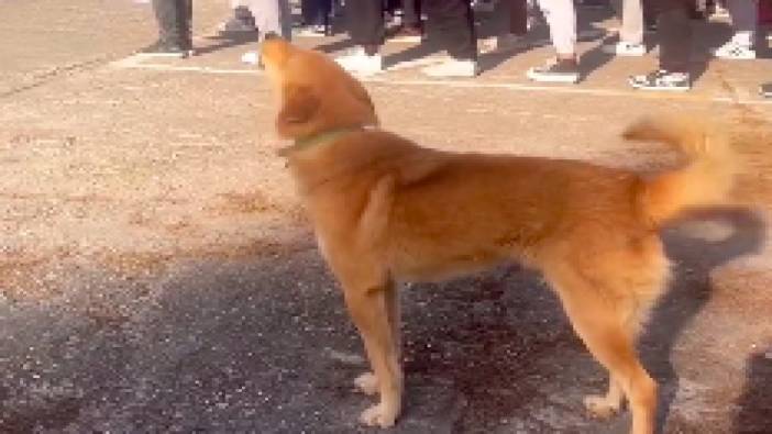 İstiklal Marşı okuyan öğrencilere eşlik etmeye çalışan köpek