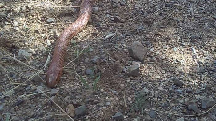 Elazığ'da 2 buçuk metrelik yılan korkuttu