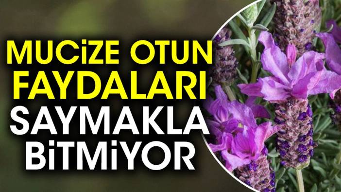 Mucize otun faydaları saymakla bitmiyor