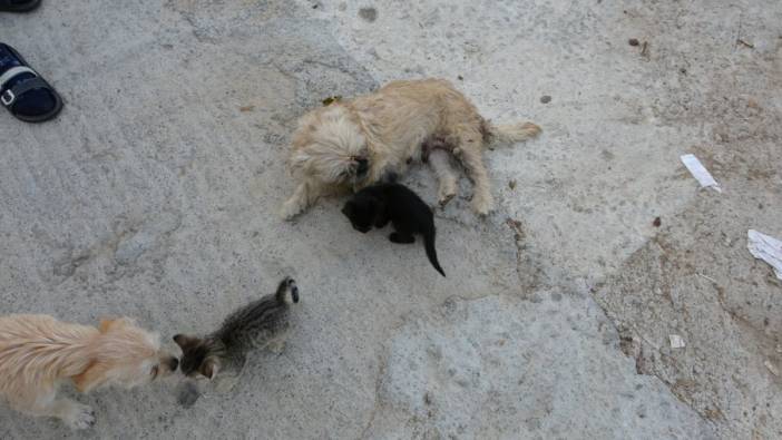 Anneleri ölen kedilere köpek annelik yapıyor