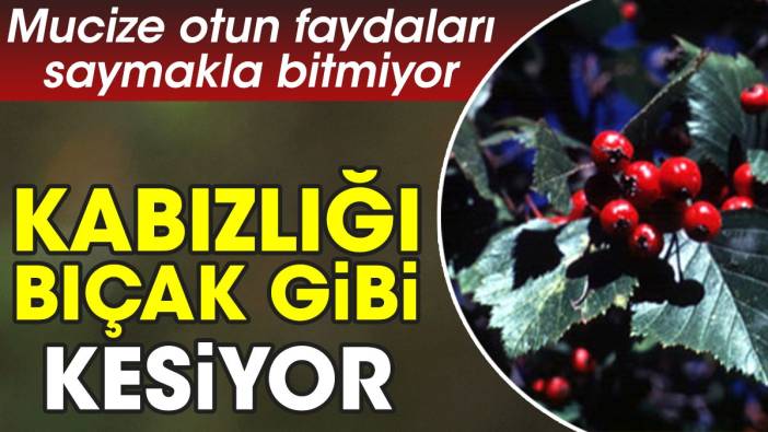 Kabızlığı bıçak gibi kesiyor. Mucize otun faydaları saymakla bitmiyor