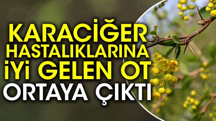 Karaciğer hastalıklarına iyi gelen ot ortaya çıktı