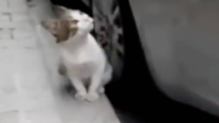 Öksürdüğü için sokak terk edildiği iddia edilen kediyi görenler "Sizde hiç vicdan yok mu?" diye tepki verdi