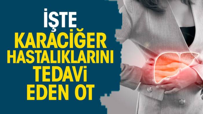 İşte karaciğer hastalıklarını tedavi eden ot