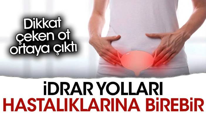 İdrar yolları hastalıklarına birebir. Dikkat çeken ot ortaya çıktı