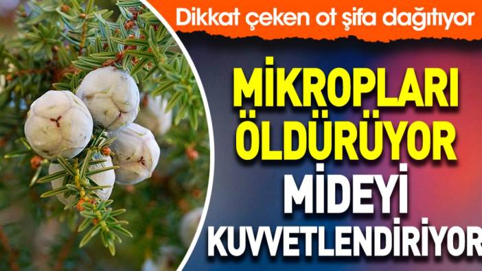 Mikropları öldürüyor. Mideyi kuvvetlendiriyor. Dikkat çeken ot şifa dağıtıyor