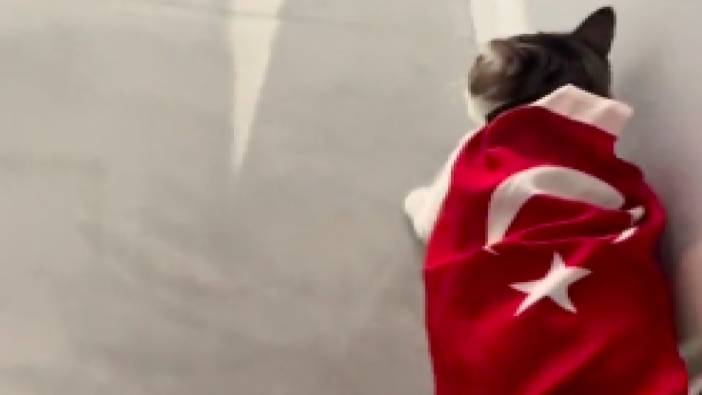 Sırtında Türk bayrağıyla gezen kedinin videosu viral oldu