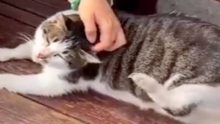 Beşiktaş'ın meşhur obez kedisi