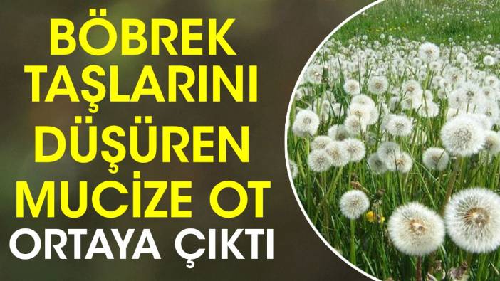 Böbrek taşlarını düşüren mucize ot ortaya çıktı