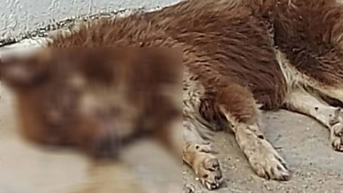 Bodrum'da 3 köpek zehirlenerek öldürüldü