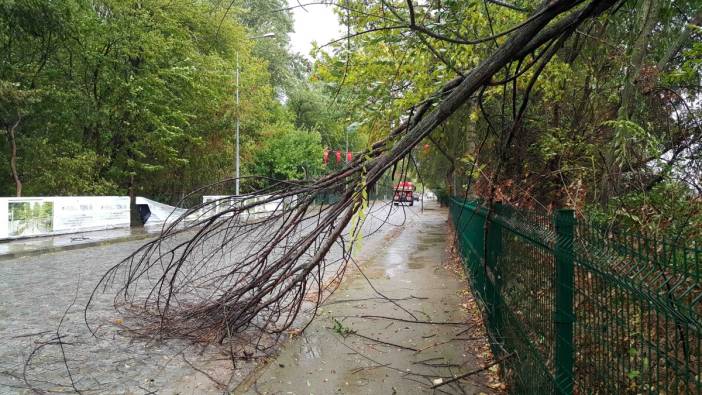 Edirne'de kuvvetli rüzgar ağaçları devirdi