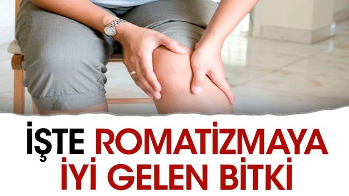 İşte romatizmaya iyi gelen bitki