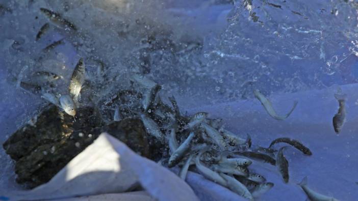 Fethiye'de 200 bin levrek yavrusu denize salındı