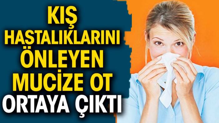 Kış hastalıklarını önleyen mucize ot ortaya çıktı