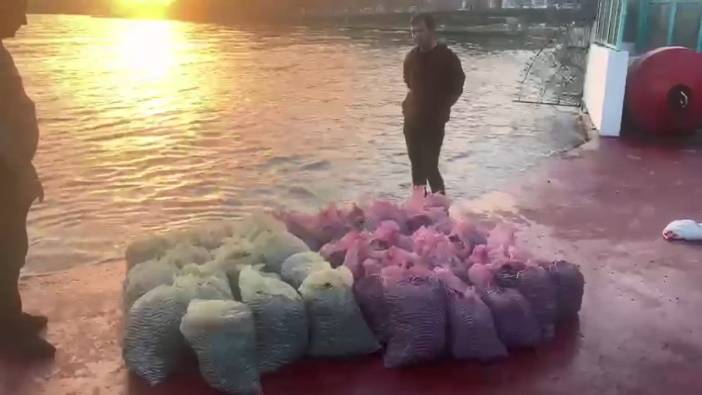Kadıköy'de 1 ton kaçak midye avlayan kişiye 24 bin lira ceza kesildi