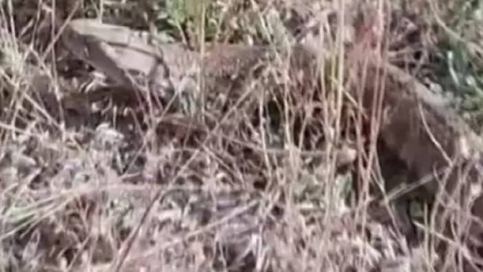 Dev yılan kış uykusu için Sivas'ta fellik fellik yuva arıyor. Tek ısırığı öldürüyor