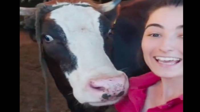 Meltem isimli ineğin selfie heyecanı