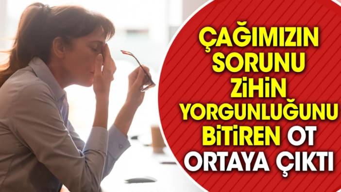 Çağımızın sorunu zihin yorgunluğunu bitiren ot ortaya çıktı