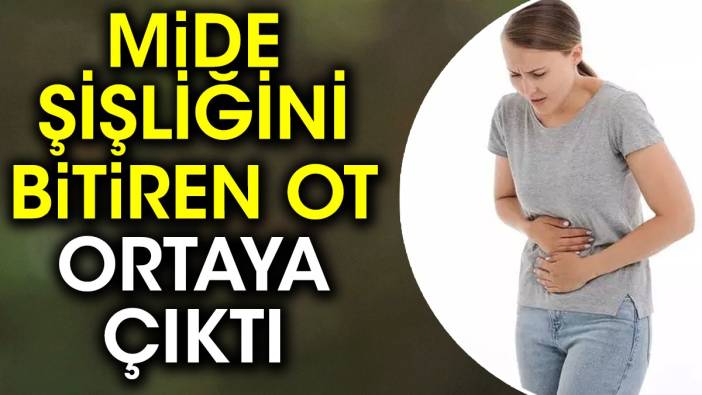 Mide şişliğini bitiren ot ortaya çıktı