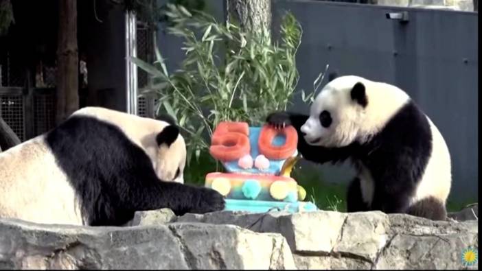 ABD ile Çin arasındaki 51 yıllık Panda diplomasisi bitti. Pandalar Çin'e geri döndü