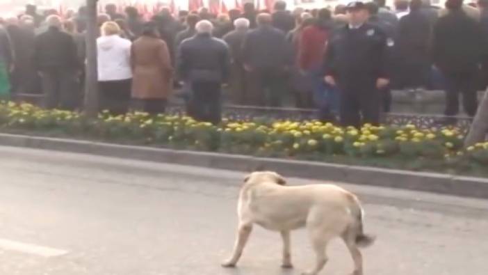Saygı duruşunda vatandaşlarla birlikte İstiklal Marşı bitene kadar duran sokak köpeği