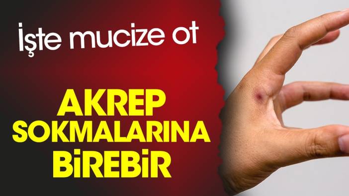 Akrep sokmalarına birebir. İşte mucize ot