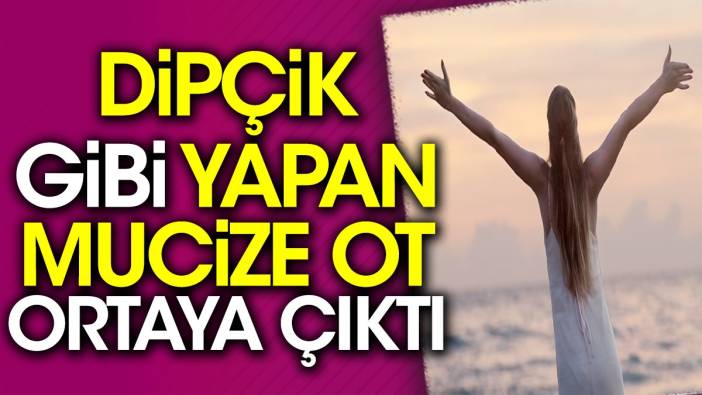 Dipçik gibi yapan mucize ot ortaya çıktı