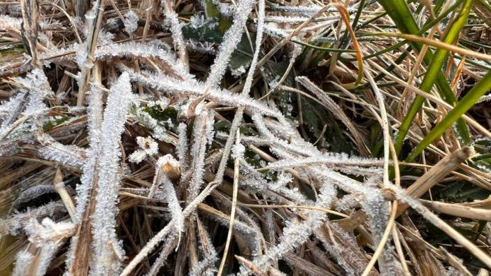 Kars ile Ardahan’ı soğuk hava vurdu: Bitkiler kırağı ile kaplandı