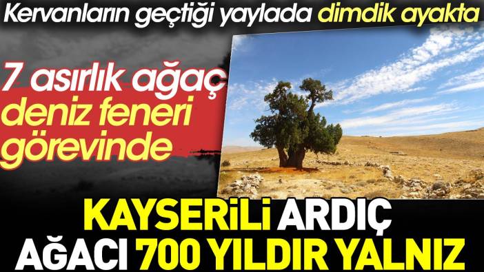 Kahramanmaraş'taki ağaç 700 yıldır yalnız