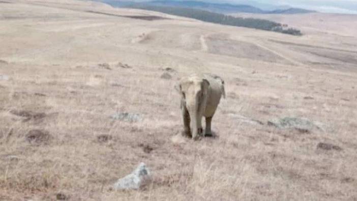 Ardahan'da fil alarmı: Jandarma her yerde arıyor