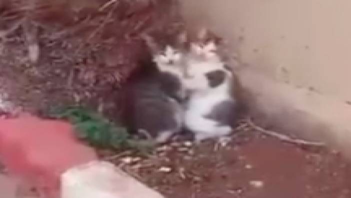 Gazze'de İsrail'in bomba seslerinden korkan iki kedinin birbirine sarıldığı anlar