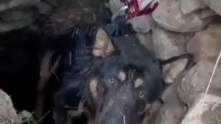 Datça'da kuyuya düşen köpek kurtarıldı