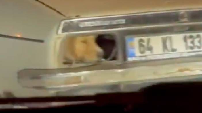 Trafikteki aracın kırık arka far boşluğundan dışarıyı izleyen köpek