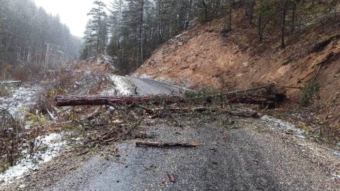 Kastamonu'da devrilen ağaç yolu ulaşıma kapattı