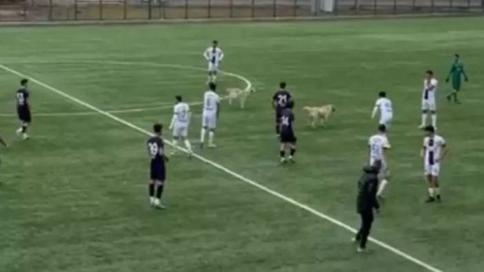 Lig maçında sahayı köpekler bastı. Hakem mücadeleyi durdurdu