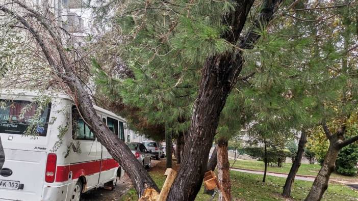 Bilecik'te şiddetli rüzgarda yıkılan ağaç aracın üzerine devrildi