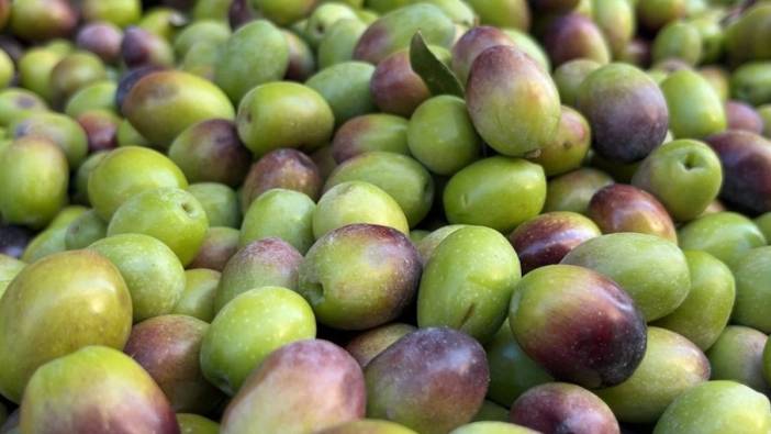 Zeytin hasadını kuraklık vurdu. “Bu sene zeytinin yok senesi”