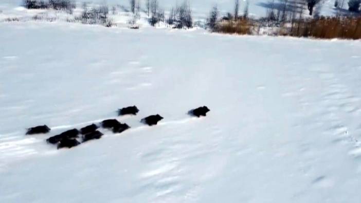 Erzincan'da 4 nala koşan domuz sürüsü görüntülendi