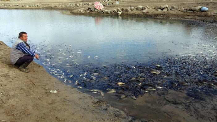 Yozgat'ta toplu balık ölümleri. Binlercesi aynı anda öldü